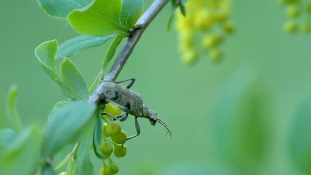 23345_An_insect_on_top_of_the_Berberis_vulgaris_fruit.mov
