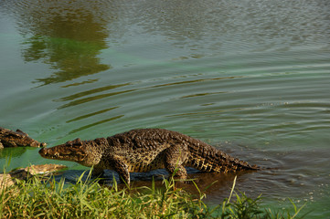 Zapata National Park. The Zapata Swamp is located on the Zapata Peninsula in the southern Matanzas Province of Cuba