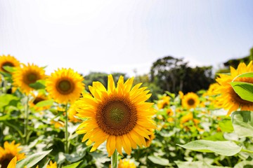 Obraz premium field of sunflowers and blue sky
