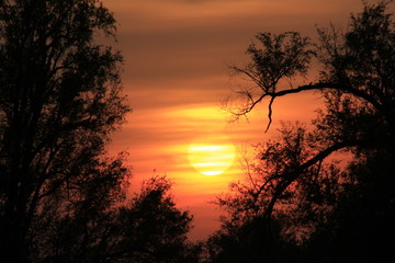 Fototapeta na wymiar Sunset with tree Silhouettes