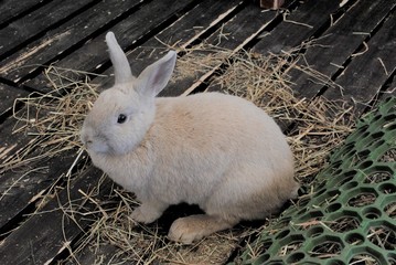 うさぎ　兎　兎　rabbit 動物　生き物　牧場　飼育