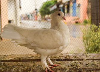 Beautiful White Pigeon Queen