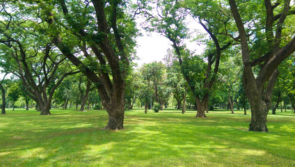 Fototapeta na wymiar Large tree background View of the forest lawn On sunny days
