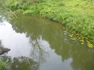 river in deep forest