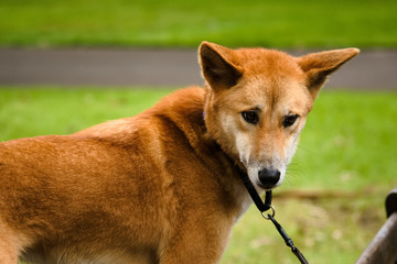 Dingo in Australia Zoo on a leash