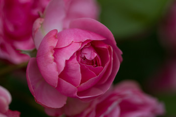 close-up of a blooming red rose