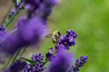 bee on a blooming lavender