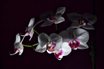 Beautiful white orchid with purple center lit by lightning from below.