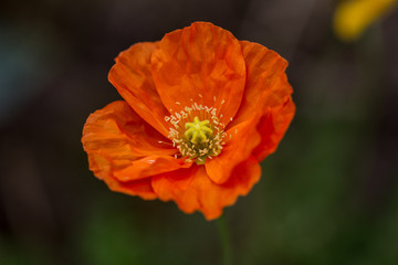 close-up of red poppy blossoms