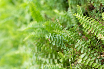 green fern with leaves on the wall