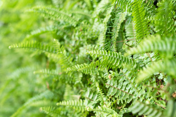 green fern with leaves on the wall