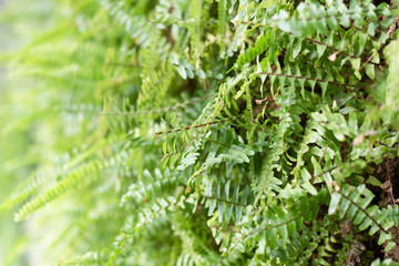 green fern with leaves on the wall