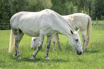 Obraz na płótnie Canvas Horses standing on a field with green grass