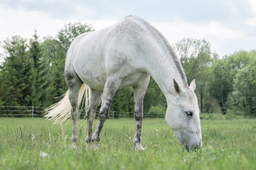Naklejka na ściany i meble Horse standing on a field with green grass