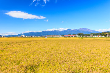 佐久平の稲穂と浅間山　長野県佐久市