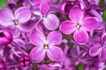 Fototapeta na wymiar Photography of lilac flowers in spring garden
