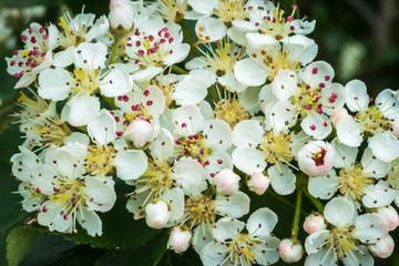 Photography of white flowers in spring garden