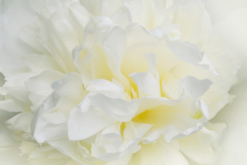 white peony close-up, delicate flower from the garden, background flower photo