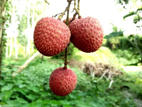 lychee natural 