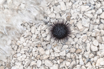 Sea urchin on the beach with stones