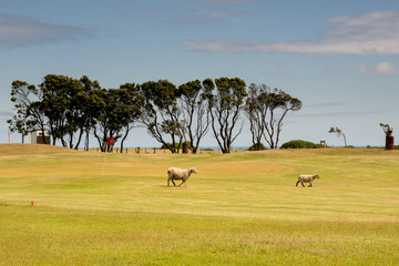 Sheep wandering around a rural golf course