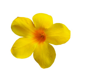  Allamanda cathartica L. white background