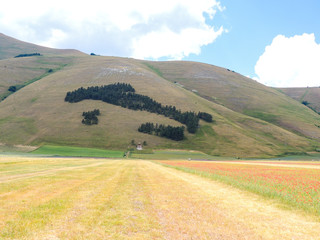A coniferous forest with the shape of Italy in a mountain near Castelluccio, Norcia, Italy.
