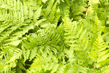 Green fern leaves background. Summer texture.
