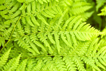 Green fern leaves background. Summer texture.