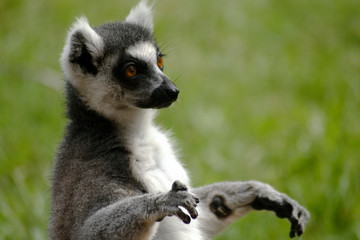Obraz premium cool young lemur in Australia zoo, Brisbane