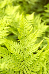 Green fern leaves background. Summer texture.