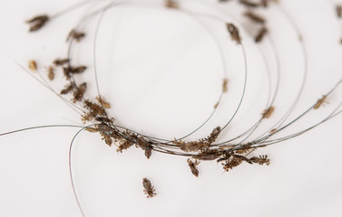 Lice in hair and comb on white background