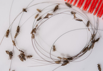 Lice in hair and comb on white background