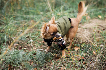 pretty sweet small little dog chihuahua in pullover outdoor dress, jacket on the autumn background