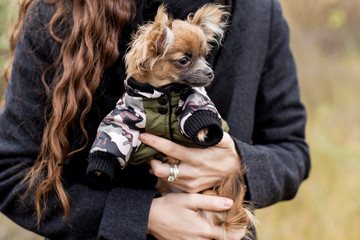 small dog chihuahua in the girl's hands