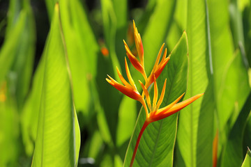 Caribbean Heliconia flower (Heliconia caribaea Lam) with beautiful sunlight