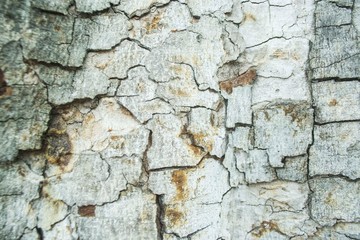 It's just an old tree bark. But if studied well, will see beauty