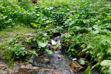 Small cascading stream with lush green vegetation in the forest.