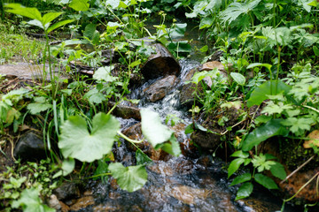 Small cascading stream with lush green vegetation in the forest.