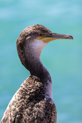 Kormoran