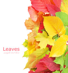 Set of autumn leaves (maple, wild grapes leaf, poplar leaf, oak leaf, chestnut tree leaf, rowan...