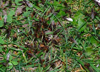Flying ants swarming in the grass, UK.