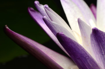 Beautiful lotus petals are a favorite of nature lovers.