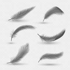 Black fluffy swan feathers, vector isolated illustration