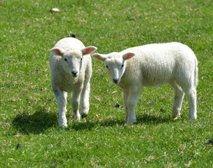 Sheep grazing in the valley near the ruined village of Tyneham in Dorset