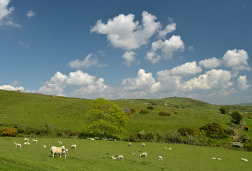 Fototapeta na wymiar Sheep grazing in the valley near the ruined village of Tyneham in Dorset