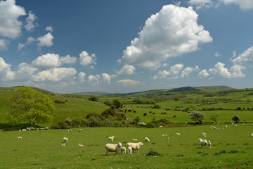 Sheep grazing in the valley near the ruined village of Tyneham in Dorset