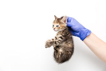 Obraz premium Checkup and treatment of kitten by a doctor at a vet clinic isolated on white background, vaccination of pets, holding by the collar.