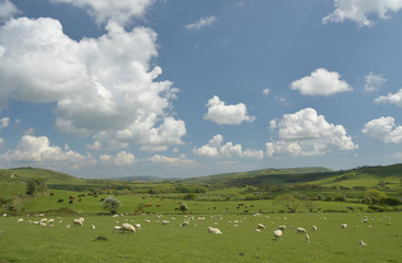 Fototapeta na wymiar Sheep grazing in the valley near the ruined village of Tyneham in Dorset