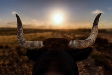 A closeup of a bull's head with horns from behind. The Spanish bull looks at a path and the sunset...